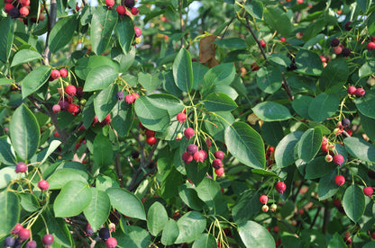 Amelanchier Autumn Brilliance (de un solo tallo)