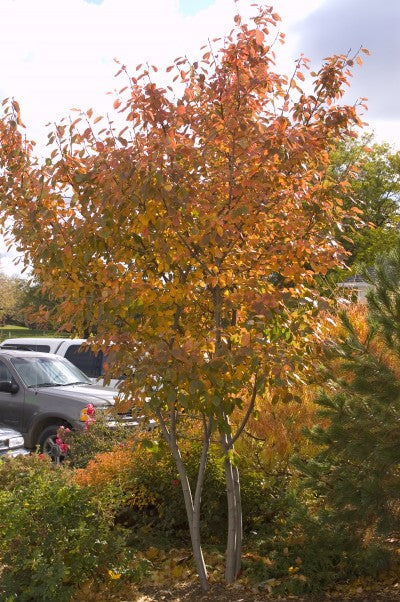 Amelanchier Autumn Brilliance (de un solo tallo)