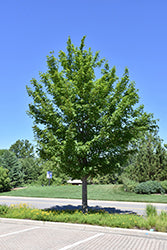 Waddada Gobolka Miyabe Maple