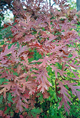 White Oak