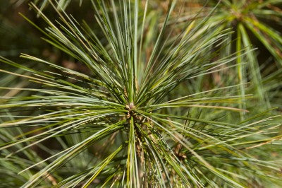 Eastern White Pine