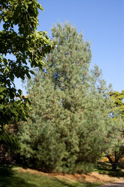 Eastern White Pine