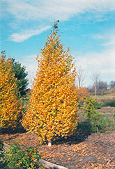 Whitespire Birch (Single Stem)
