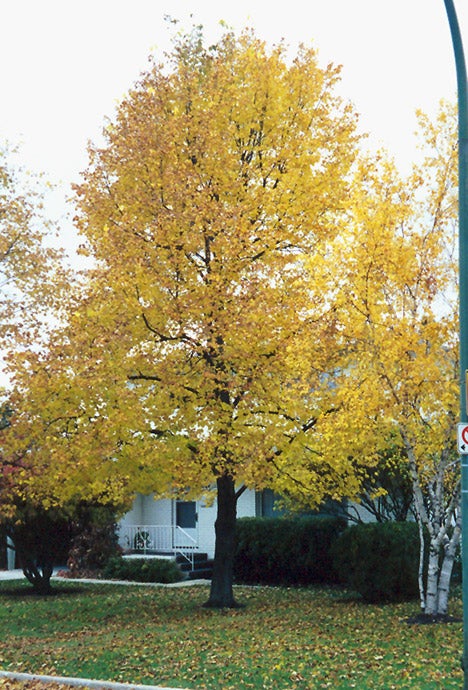 Redmond Linden