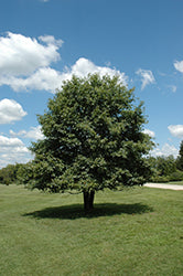 Black Tupelo