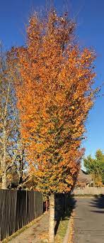 Musashino Columnar Zelkova