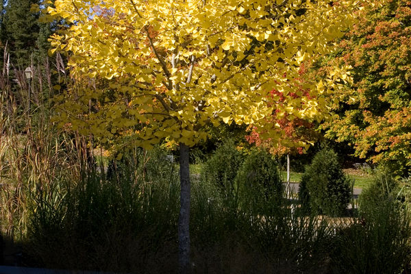 Ginkgo dorado de otoño