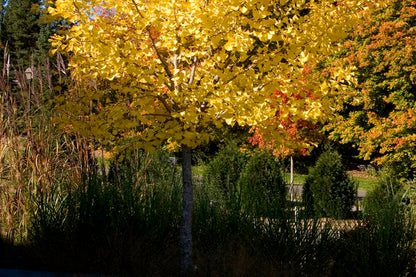 Ginkgo dorado de otoño