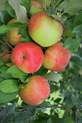 Honeycrisp Apple