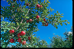 Honeycrisp Apple