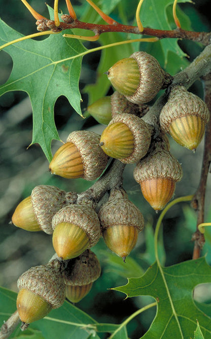 Roble alfiler del norte