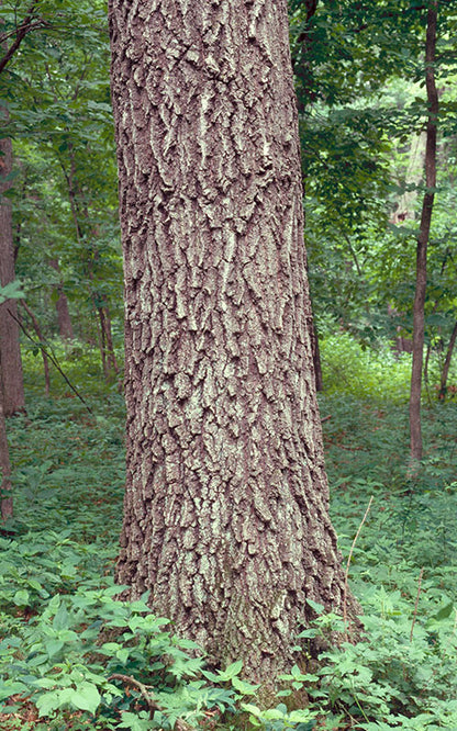 Roble alfiler del norte