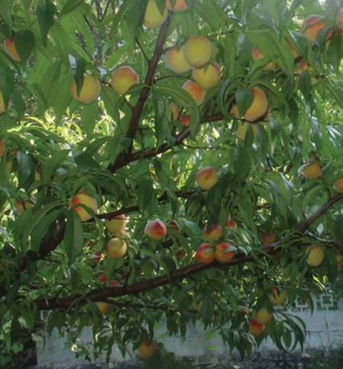 Loolanka Peach