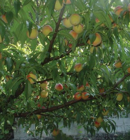 Loolanka Peach