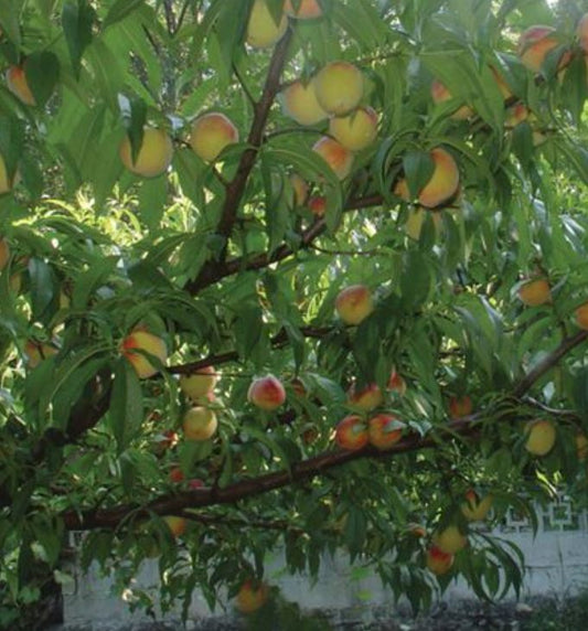 Loolanka Peach