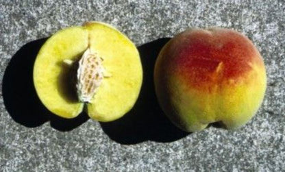 Loolanka Peach