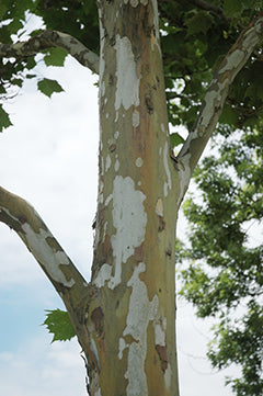 Qaylo-dhaan! London Planetree