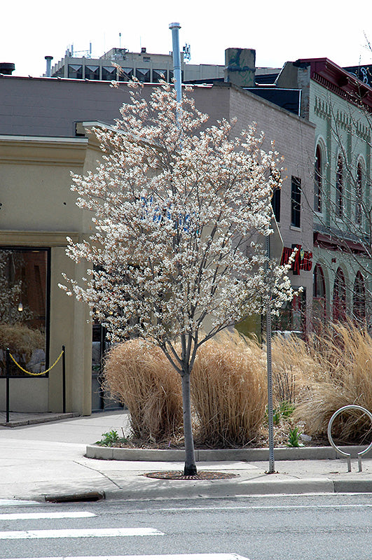 Amelanchier Autumn Brilliance (de un solo tallo)